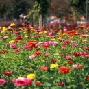 10/19 (화) 가평 꽃축제 담 시즌에 갑니다...대타 산행지 수락산 갑니다 이미지