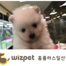 (주)홈플러스 일산점 이미지