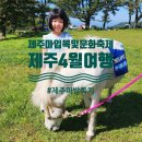 한터목장2 | 4월 제주마입목및문화축제 516도로 마방목지 개방 방문 후기
