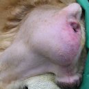 강앤정 동물병원 이미지