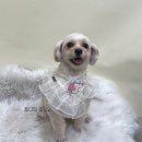 퍼피돌 | 삼송역애견미용실 퍼피돌 방문 후기 : 믿고 맡길 수 있는 전문 애견미용샵