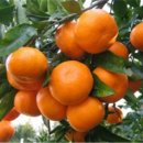 귤림추색 이미지