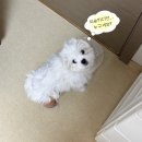 춘동3 | 다견가정에 말티푸 분양,입양이 되다..(?) 말티푸 성격 특징 후기