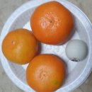 녹산농원 Daum카페