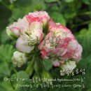 로즈버드 - 군산시 | 로즈버드