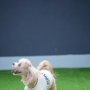 옐레드 애견유치원 & 애견호텔 대전노은점 이미지