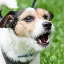 Dr.K 종합동물병원 이미지