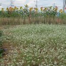 신리초등학교 이미지