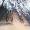 브로우몬스터 이미지