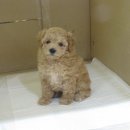 코코목욕 이미지