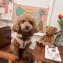 부띠끄멍 수제간식 이미지