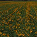 재난안전CCTV 이미지