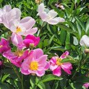 붕어섬1(다리앞) 이미지