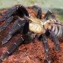 시안농장 이미지