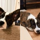 도그스타동물병원 이미지