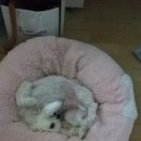 까만콩쌀알 이미지