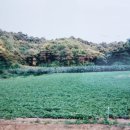 액비골(1) 이미지