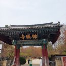 불국사 | 경주 벚꽃 여행 불국사 개화현황과 관람후기