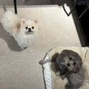 더위크앤리조트(더우프앤) 네이버블로그