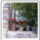 세화 샬레 이미지