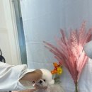 행복한 펫 살롱 이미지