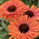 펌킨파이/썬씨커즈 펌킨파이-Echinacea Pumpkin Pie/SunSeekers 이미지