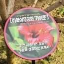 서울식물원 29 Streptocarpus hura 이미지
