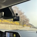 우리는 벚꽃 헌터 🌸