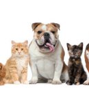 도청동물병원 이미지