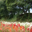 삼일1리 이미지