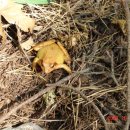 황금개구리 이미지