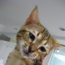 묵이네 냥이 이미지