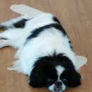 지인진복싱스포츠 이미지