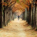 메타세콰이어길 이미지