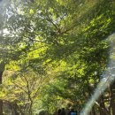 내장산명인관 | 내장산 단풍 실시간 주차 팁 케이블카