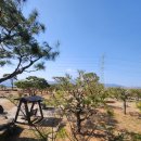 소나무정원 | [내돈내산] 구례 산채정식 맛집 추천 봄 꽃축제 [산채백반전문 소나무정원] 솔직 이용 후기