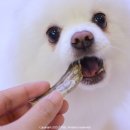 펫츠헬스(수제명가) 네이버블로그