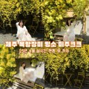현아목장 | 제주 목향장미 명소 미주크크 25년 4월 실시간 상황