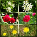 오시아노골프클럽 이미지