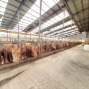 백암축사 이미지