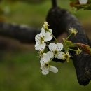 복사꽃피는마을 이미지