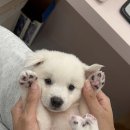 꾸니베어 이미지