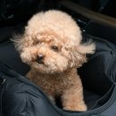 공주애견&BlackDog | 강아지 카시트 안전한 풀커버 쏘오옥 애견카시트 m