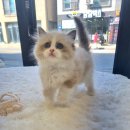 일산고양이분양 라라캣츠 이미지