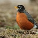 초안산 붕붕도서관 이미지