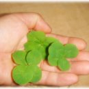 한잎클로버 이미지