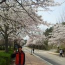 GS25군산대후문점 | 2026 벚꽃구경 군산시 꽃구경 재활 은파유원지 저녁식사 이화분식 잡탕라면 최애메뉴