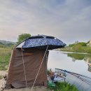 봉황천 | 21년 다섯번째(올해첫월, 최대어, 봉황천 210430-0501, 화호리낚시대후기)