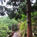 숲에 머물다 이미지