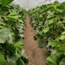 윤승하농장 이미지